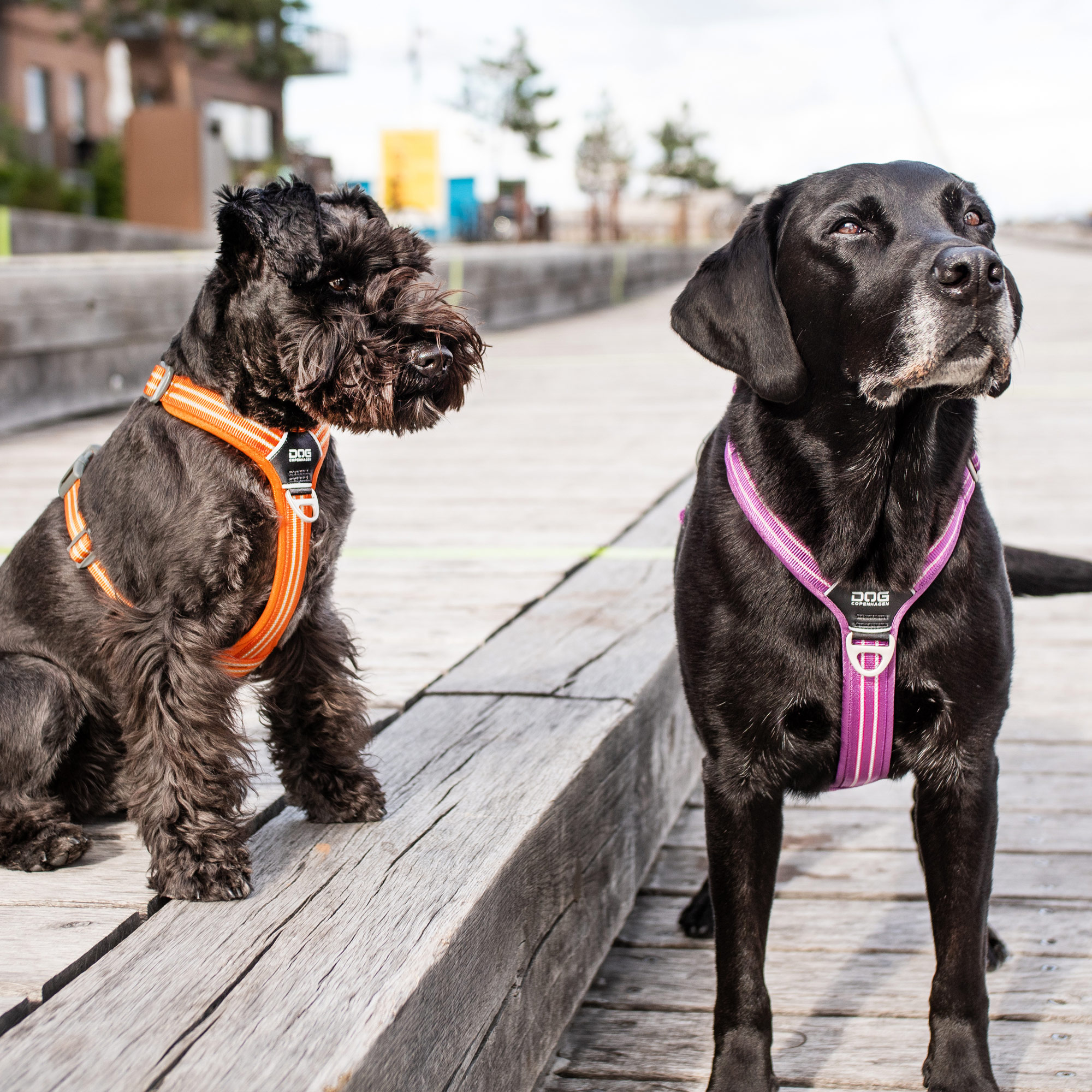 Dog copenhagen clearance harness